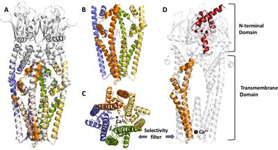 Chloroplast Calcium Signaling in the Spotlight